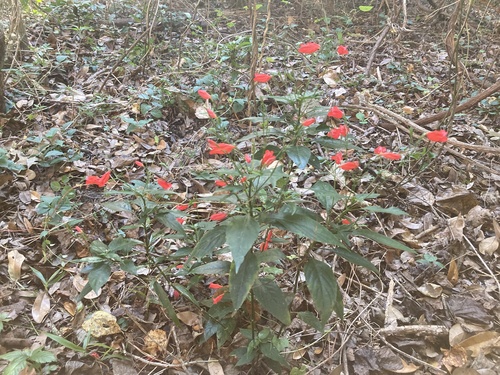 Ruellia brevifolia image