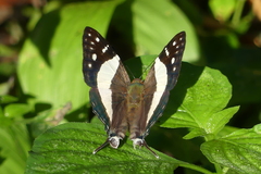 Dodona deodata