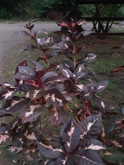 Graptophyllum