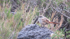 Pseudasthenes steinbachi