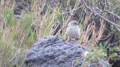 Pseudasthenes steinbachi