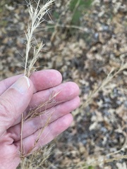 Aristida lanosa