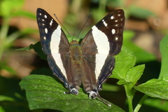 Dodona deodata