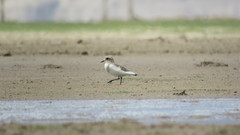 Charadrius alticola