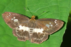 Gerosis phisara