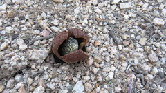 Prosopanche americana