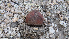 Prosopanche americana