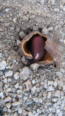 Prosopanche americana