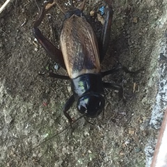 Gryllus fulvipennis