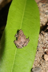Microhyla sriwijaya