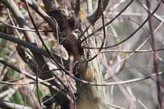 Toxicodendron succedaneum