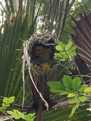 Ploceus castaneiceps