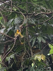 Ploceus castaneiceps