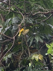 Ploceus castaneiceps