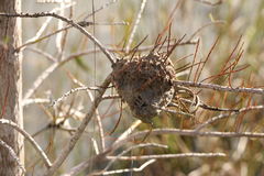 Crematogaster parapilosa
