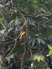 Ploceus castaneiceps