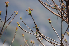 Toxicodendron succedaneum