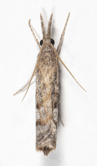 Neodactria zeellus