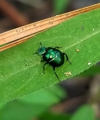 Canthon viridis
