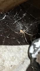 Latrodectus geometricus