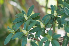 Rhododendron × pulchrum