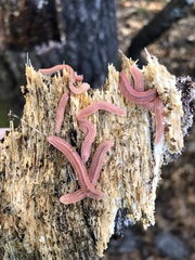 Gosodesmus claremontus