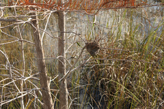 Crematogaster parapilosa