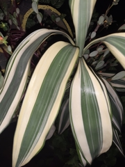 Dracaena