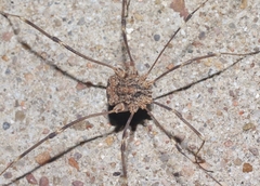 Trachyrhinus marmoratus