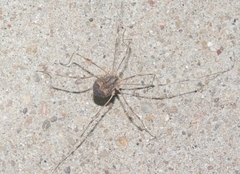 Trachyrhinus marmoratus