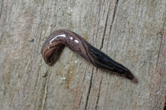 Endeavouria septemlineata