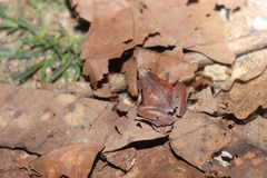 Microhyla gadjahmadai