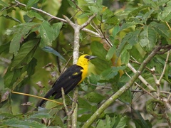 Gymnomystax mexicanus