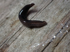 Endeavouria septemlineata