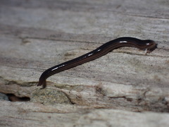 Endeavouria septemlineata