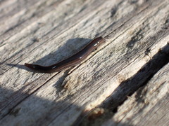 Endeavouria septemlineata