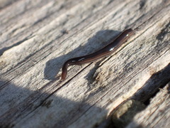 Endeavouria septemlineata