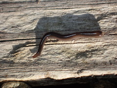 Endeavouria septemlineata