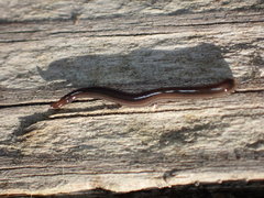 Endeavouria septemlineata