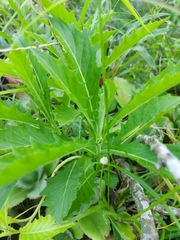 Hippobroma longiflora image