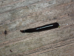 Endeavouria septemlineata