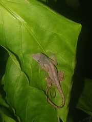 Anolis sagrei