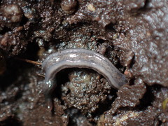 Endeavouria septemlineata