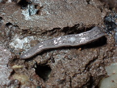 Endeavouria septemlineata