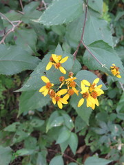 Hymenostephium cordatum