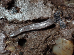 Endeavouria septemlineata