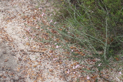 Diplopeltis huegelii huegelii