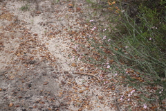 Diplopeltis huegelii huegelii