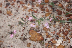Diplopeltis huegelii huegelii