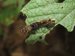 Limenitidini